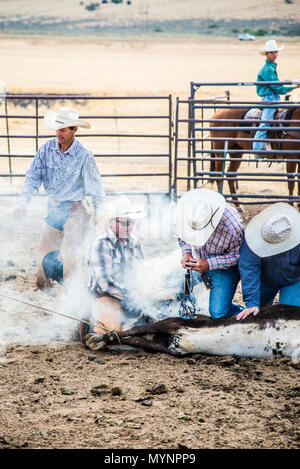 Les éleveurs de cow-boy en action fixer un veau et activement avec la marque de fumée le fer à marquer Banque D'Images