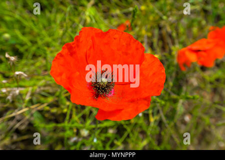 Un coquelicot dans le Las Médulas, dans le Nord de l'Espagne Banque D'Images