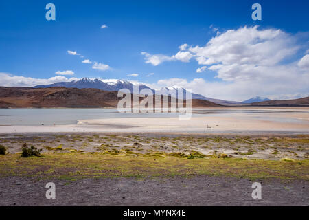 Laguna Honda au sud Lipez Altiplano reserva Eduardo Avaroa, Bolivie Banque D'Images