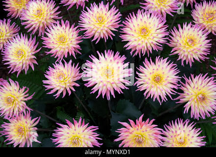 Dahlia 'Karma' sangria des fleurs. Dahlias Cactus semi sur l'affichage à un flower show. UK Banque D'Images