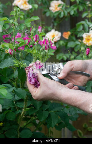 Le deadheading jardinier fleurs rose avec des sécateurs dans un jardin. UK Banque D'Images