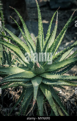 Aloe x spinosissima. Aloe araignée belle plante, Close up Banque D'Images