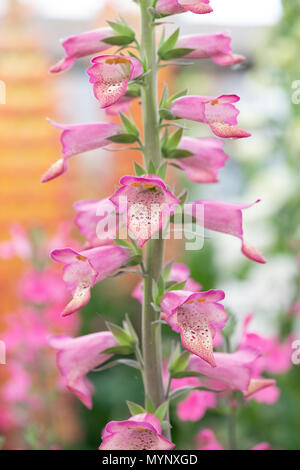 Digitalis hybrida Foxlight 'Rose' d'ivoire. Foxglove Foxlight 'Rose' Ivoire sur un affichage à un flower show. UK Banque D'Images