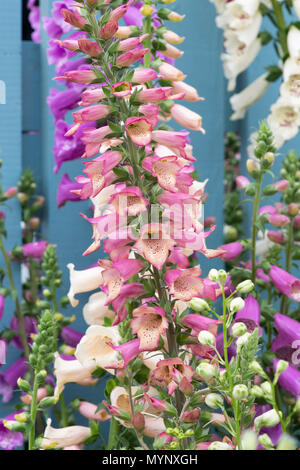 Digitalis hybrida Foxlight 'Rose' d'ivoire. Foxglove Foxlight 'Rose' Ivoire sur un affichage à un flower show. UK Banque D'Images