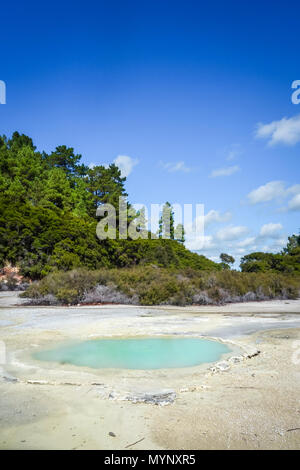 Lac vert en zone géothermique Waiotapu, Rotorua, Nouvelle-Zélande Banque D'Images