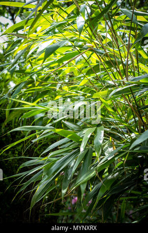 Les feuilles des arbres en bambou. Plantes exotiques, vert, fond à motifs Banque D'Images