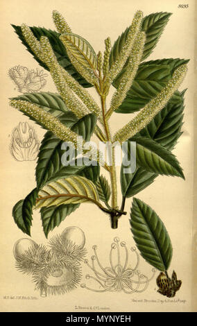 . Quercus densiflora ( = Notholithocarpus densiflorus), Fagaceae . 1917. M.S. del., J.N.Fitch lith. 443 143-8695 Quercus densiflora Banque D'Images