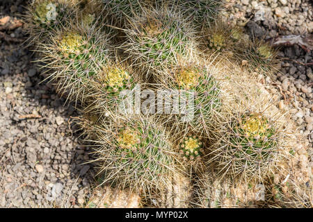 Cactus. Close up of green cactus ou succulentes avec des pics soudains à l'extérieur Banque D'Images