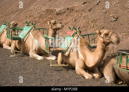 Rangée de chameaux attendent les touristes à l'île de Lanzarote, Espagne Banque D'Images