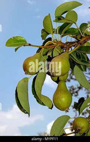 Une grappe de fruit non mûr poires Williams sur une branche avec le fond de ciel Banque D'Images