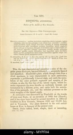 . Description page de Restrepia antennifera (l'illustration est absente de Missouri Botanical Gardens scan) . 1877. Description par Joseph Dalton Hooker (1817-1911) 452 Restrepia antennifera - description page - Curtis' 103 (Ser. N° 3 33) PL 6288 (1877) Banque D'Images