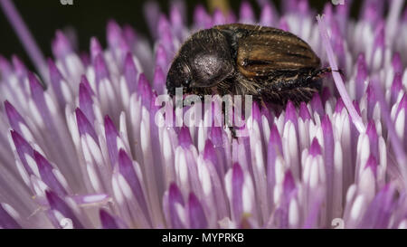 Close up d'un Beatle avec fond violet Banque D'Images
