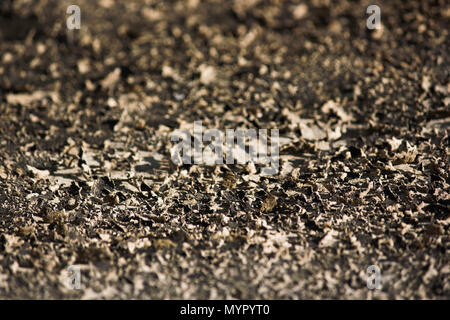 Flocons de lichen à sec sur une surface en pierre Banque D'Images