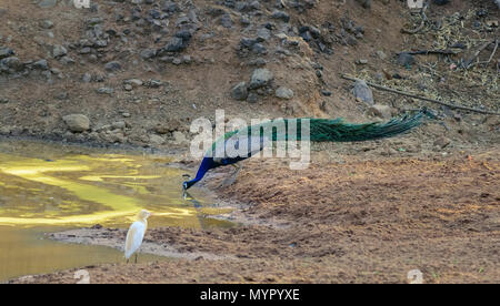 Pavo cristatus, paons indiens, de l'eau potable à partir d'un trou d'eau. C'est l'oiseau national de l'Inde. Banque D'Images
