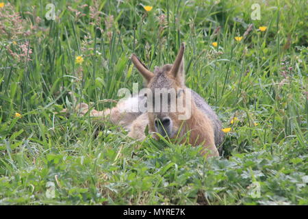 Mara a jeté dans l'herbe, Yorkshire Wildlife Park, Branton, Doncaster, South Yorkshire, UK Dolichotis patagonium Banque D'Images