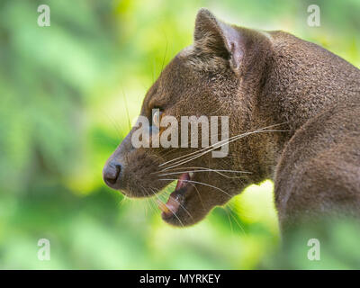 Fossa Cryptoprocta ferox photographie en captivité Banque D'Images