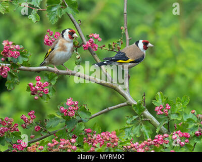 Une paire de Chardonnerets Carduelis carduelis sur aubépine rouge Blossom Banque D'Images