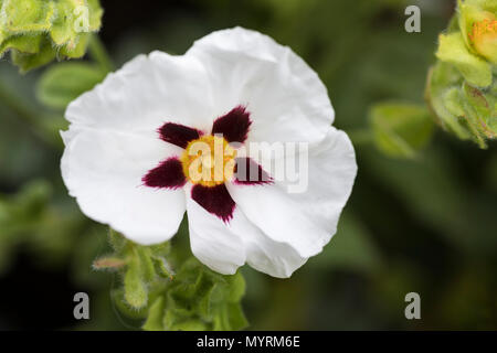 Cistus Ladanifer, Gum Rockrose fleurit dans un jardin au Royaume-Uni Banque D'Images