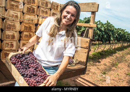 Jarinu, Sao Paulo, Brésil, le 14 décembre 2011. Portrait de femme sur un tracteur chargé avec des caisses en bois avec des raisins récoltés dans un vignoble Banque D'Images