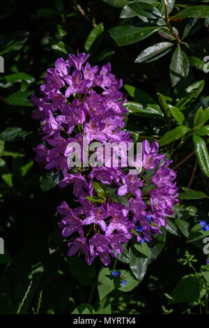 Une grappe de fleurs d'un rhododendron, une plante envahissante introduite non indigènes au Royaume-Uni Banque D'Images