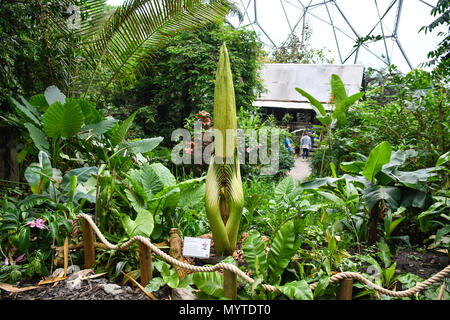 Eden Project, Cornwall, UK. 8 juin 2018. L'Arum Titan, ou des fleurs, prend corps autour de 10 ans pour en arriver à la reproduction. Celui-ci à l'Eden Project est en raison d'ouvrir dans les 12 prochaines heures, et quand il ne dégage une odeur de chair en putréfaction, d'attirer les mouches qui pollinisent. Crédit : Simon Maycock/Alamy Live News Banque D'Images