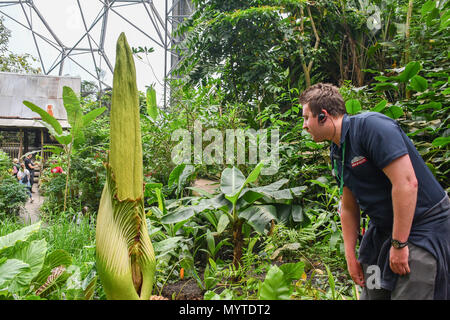 Eden Project, Cornwall, UK. 8 juin 2018. L'Arum Titan, ou des fleurs, prend corps autour de 10 ans pour en arriver à la reproduction. Celui-ci à l'Eden Project est en raison d'ouvrir dans les 12 prochaines heures, et quand il ne dégage une odeur de chair en putréfaction, d'attirer les mouches qui pollinisent. Crédit : Simon Maycock/Alamy Live News Banque D'Images