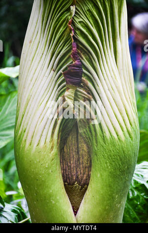 Eden Project, Cornwall, UK. 8 juin 2018. L'Arum Titan, ou des fleurs, prend corps autour de 10 ans pour en arriver à la reproduction. Celui-ci à l'Eden Project est en raison d'ouvrir dans les 12 prochaines heures, et quand il ne dégage une odeur de chair en putréfaction, d'attirer les mouches qui pollinisent. Crédit : Simon Maycock/Alamy Live News Banque D'Images