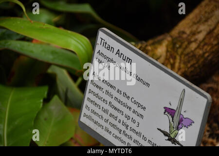 Eden Project, Cornwall, UK. 8 juin 2018. L'Arum Titan, ou des fleurs, prend corps autour de 10 ans pour en arriver à la reproduction. Celui-ci à l'Eden Project est en raison d'ouvrir dans les 12 prochaines heures, et quand il ne dégage une odeur de chair en putréfaction, d'attirer les mouches qui pollinisent. Crédit : Simon Maycock/Alamy Live News Banque D'Images