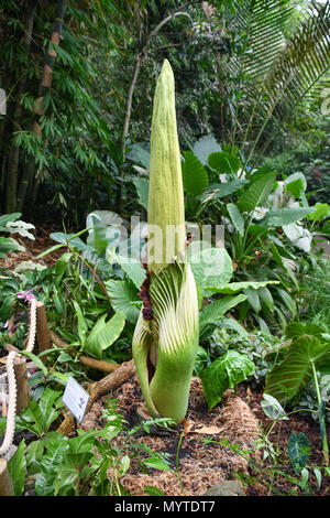 Eden Project, Cornwall, UK. 8 juin 2018. L'Arum Titan, ou des fleurs, prend corps autour de 10 ans pour en arriver à la reproduction. Celui-ci à l'Eden Project est en raison d'ouvrir dans les 12 prochaines heures, et quand il ne dégage une odeur de chair en putréfaction, d'attirer les mouches qui pollinisent. Crédit : Simon Maycock/Alamy Live News Banque D'Images