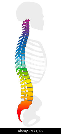 Épine dorsale de couleur arc-en-ciel. Rachis et squelette gris colorés, comme un symbole pour des vertebres - illustration sur fond blanc. Banque D'Images