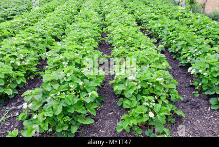 Des rangées de plants de fraisiers à fleurs blanches dans un jardin d'été . Banque D'Images