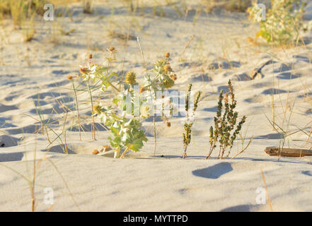 Barb eryngium sur les dunes de sable près de l'océan Atlantique Banque D'Images