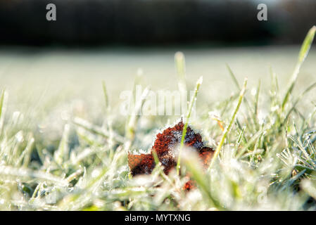 Le givre blanc Cristaux de glace sur l'herbe à gazon vert gros plan macro gouttes de fusion en matinée ensoleillée sur le sol avec la lumière du soleil d'or, brun-orange, le érable de l'automne Banque D'Images