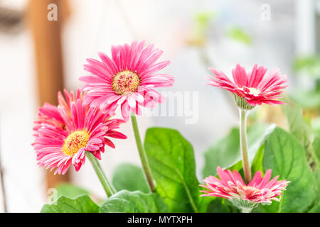 Gros plan macro de pot de fleurs avec des gerberas rose Plante en pot dans la cuisine ensoleillée à la maison, chambre interieur Banque D'Images