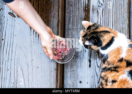 Sans-abri Calico stray cat curieux explorer chambre jardin par une terrasse en bois, jardin, territoire du bois humide, l'odeur d'essence femme fille main nourrir Banque D'Images