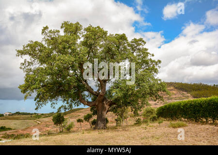 Vieux chêne-liège (Quercus suber) dans la lumière du soleil du matin, Alentejo Portugal Europe Banque D'Images