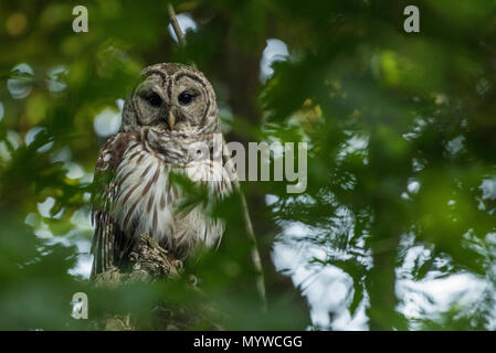 La Chouette rayée (Strix varia) à partir de la Caroline du Nord, ces oiseaux sont nocturnes mais peut être observé pendant les heures du crépuscule active aussi bien. Banque D'Images