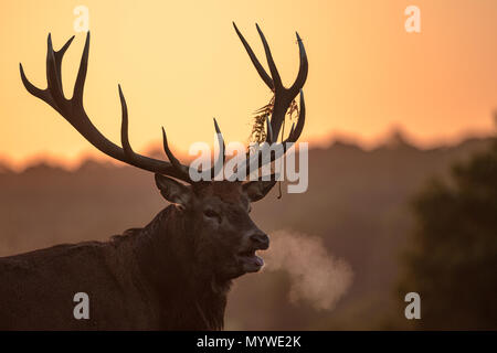 Mâle adulte Red Deer dans le lever du soleil la lumière pendant le temps du rut chez les femelles ; la recherche Banque D'Images