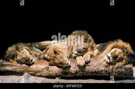 Quatre lions africains paresseux profitez d'un après-midi tranquille ensemble dans le soleil dans leur enclos au Zoo de San Diego à San Diego, Californie, USA. L'un des trois mâles avec des manes de cheveux bruns autour de leurs grands chefs cozies up à la lionne en embrassant sa femme avec sa grosse pattes. Un lion nommé Rex a été responsable de la création de la célèbre Zoo de San Diego, il y a plus de 100 ans lorsque son fondateur le Dr Harry Wegeforth et son frère Paul repéré les animaux dans des cages à gauche plus de 1915-1916 La Panama-California Exposition dans le Parc Balboa et entendu le lion rugit. Banque D'Images