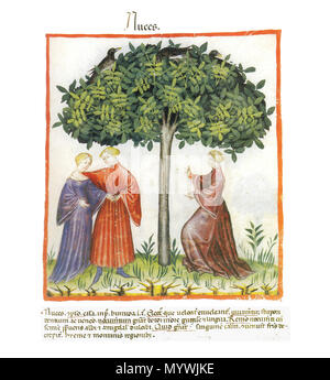 . Deutsch : Nuces (Nüsse). 2011 aus der Fassung des Tacuinum sanitatis Wiener Latina : Juglans regia . 13e siècle. Abdul ibn Butlan inconnu 256 Nuces Banque D'Images