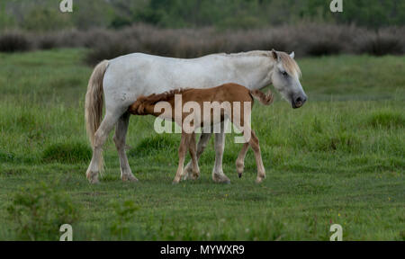 Wild horse et son poulain en Camargue , France Banque D'Images