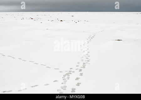 L'ours polaire (Ursus maritimus) Les voies le long de la côte de la Baie d'Hudson, le parc national Wapusk, Cape Churchill, Manitoba, Canada Banque D'Images