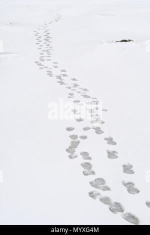 L'ours polaire (Ursus maritimus) Les voies le long de la côte de la Baie d'Hudson, le parc national Wapusk, Cape Churchill, Manitoba, Canada Banque D'Images