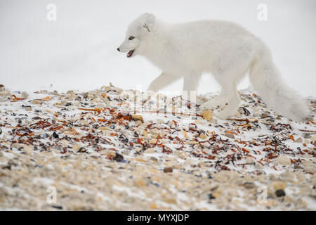 Le renard arctique (Vulpes lagopus) La chasse le long de la Baie d'Hudson gravel beach Banque D'Images
