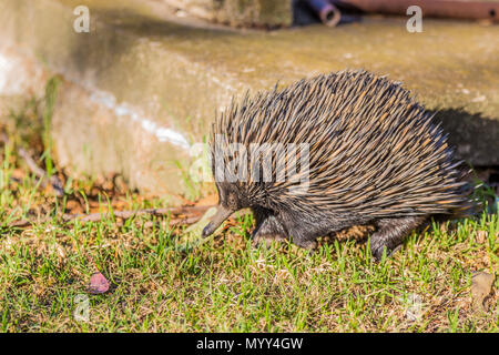 Marcher le long de l'échidné dans un jardin en NSW, Australie. Banque D'Images