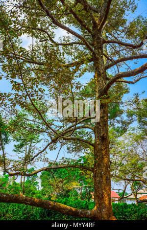 Sous l'ombre de nombreux secteurs de gros et grand arbre. Banque D'Images