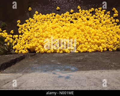 Les canards en caoutchouc après la course de canards de bienfaisance annuel tenu à Dunedin, Nouvelle-Zélande, par le Rotary Club de l'Est pour soigner les enfants et les projets de développement communautaire Banque D'Images