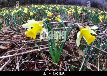 Le parc national du Dartmoor, Exeter, Devon, UK. Mar 16, 2015. Météo France : jonquilles sauvages en fleurs à Dunsford, Devon Woods : nidpor StockimoNews/crédit/Alamy Live News Banque D'Images