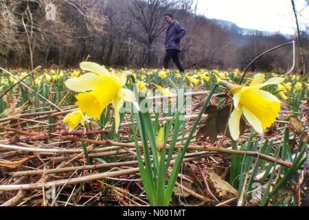 Le parc national du Dartmoor, Exeter, Devon, UK. Mar 16, 2015. Météo France : jonquilles sauvages en fleurs à Dunsford, Devon Woods : nidpor StockimoNews/crédit/Alamy Live News Banque D'Images