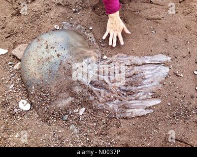 Des dizaines de méduses canon géant échoué sur la plage de Teignmouth, Devon Banque D'Images